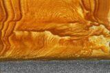 Polished Golden Picture Jasper Section - Nevada #144960-1